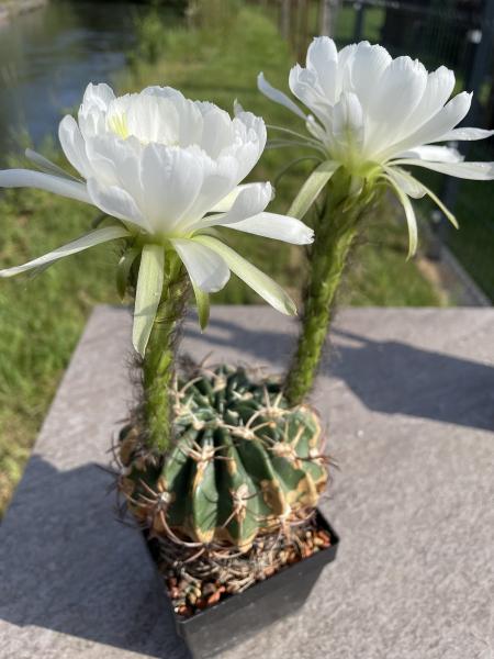 Lobivia Hybr. weiss